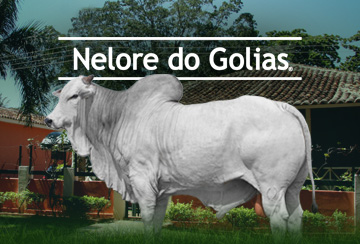LEILÃO NELORE DO GOLIAS